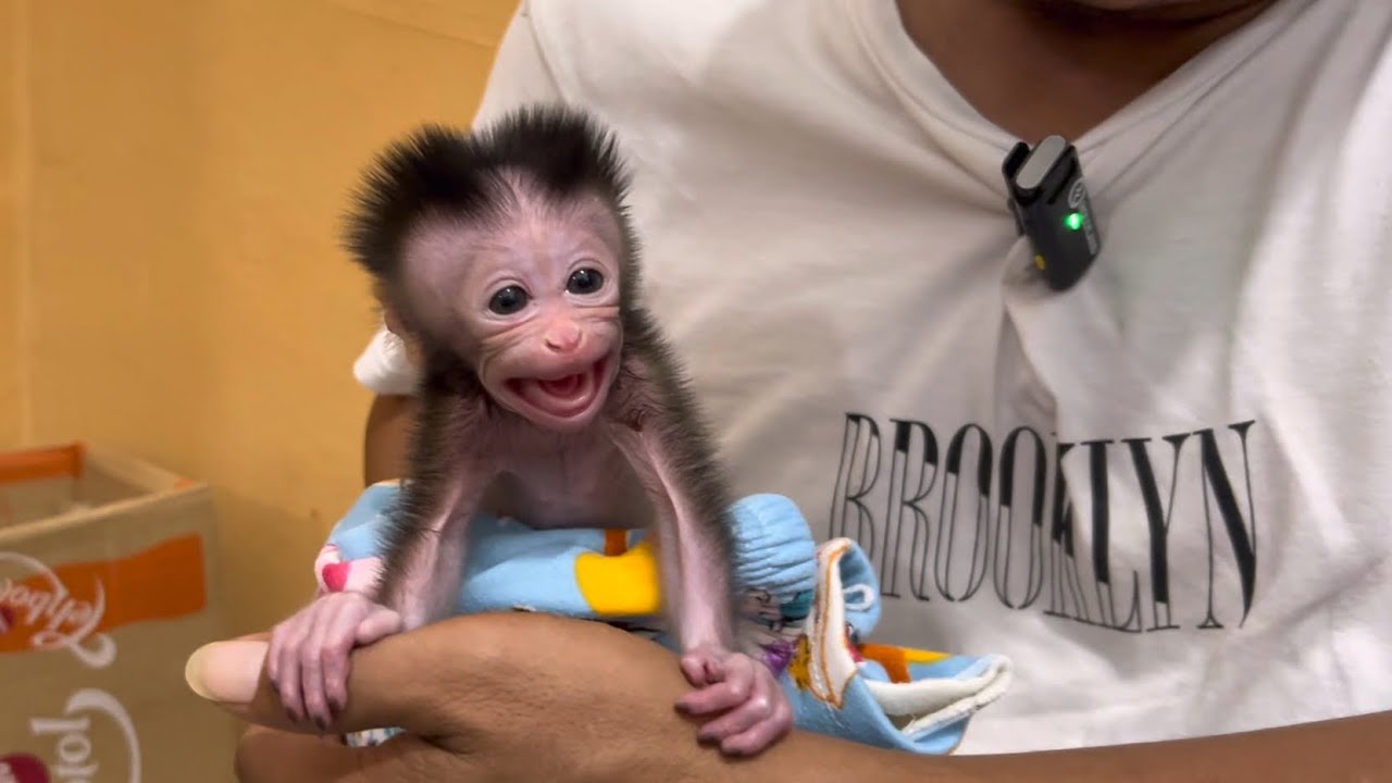 Saving a baby monkey that was only a few days old