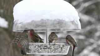 List Diy Mealworm Bird Feeder Tutorial Video How To