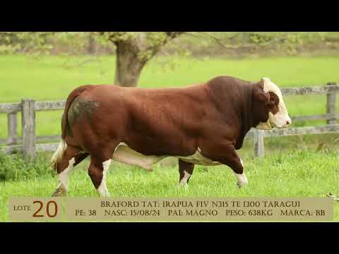 LOTE 20   FIVN315