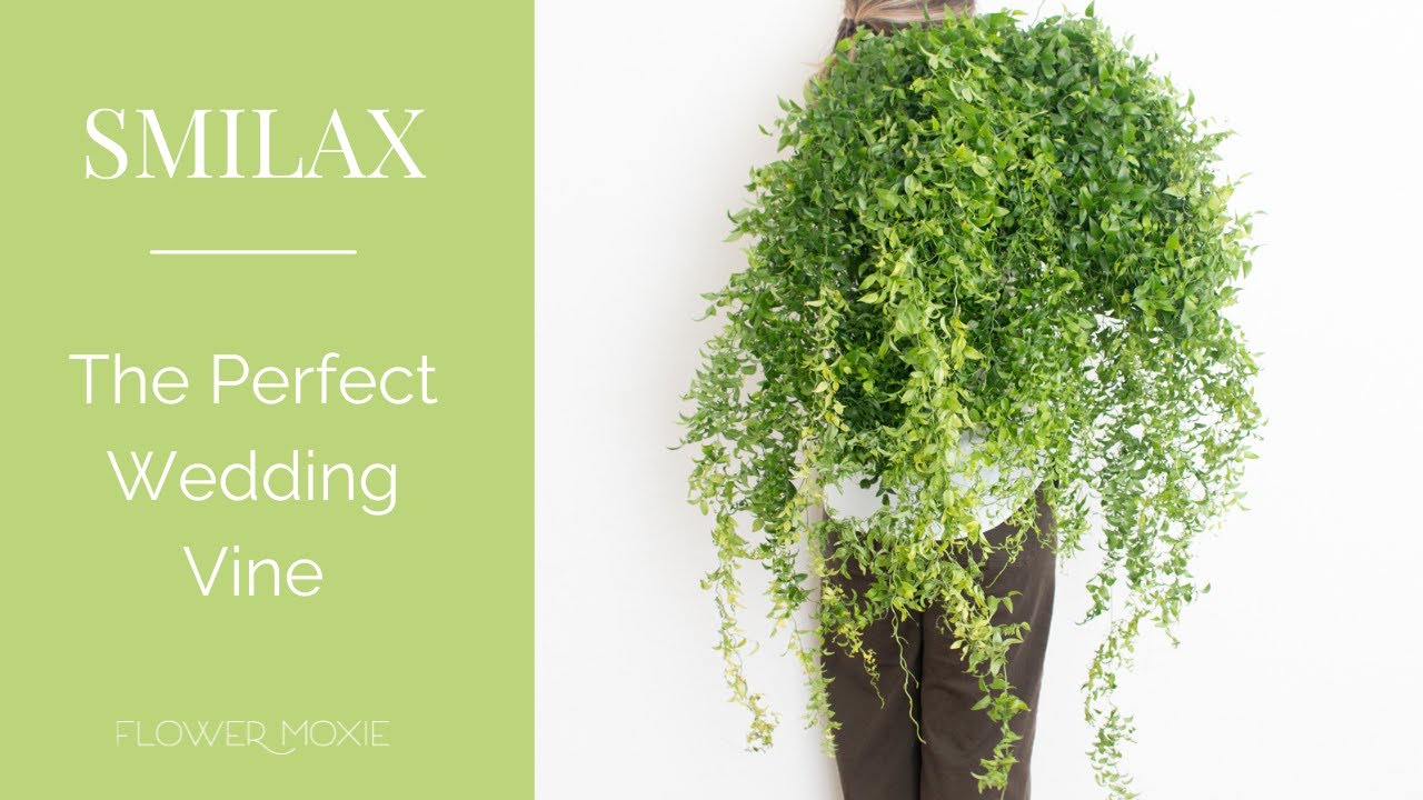 Smilax 101: The Perfect Wedding Vine