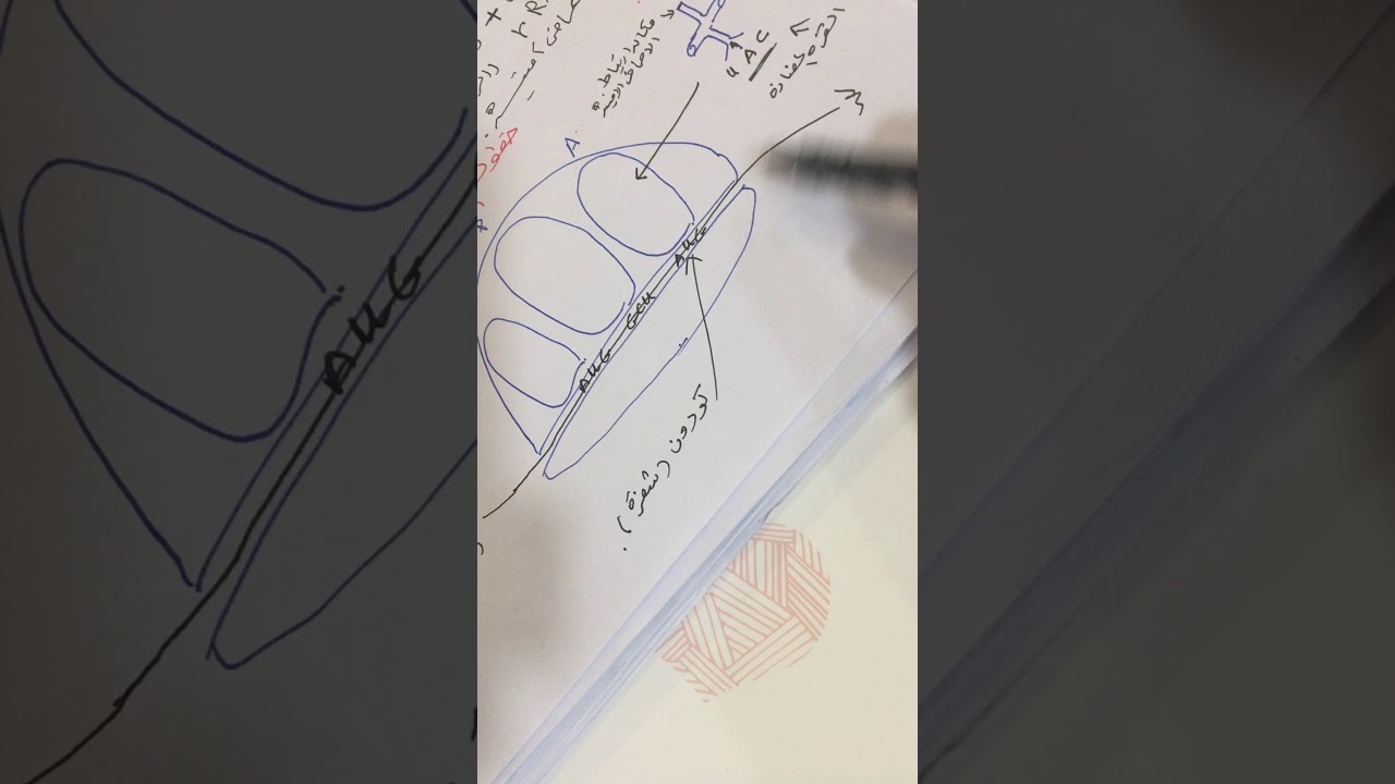 عملية الترجمة / صنع البروتين