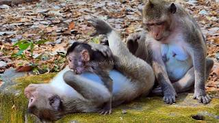 Daily priority of monkey! Congrats Jonna, teaches to breastfeed niece Jiva for the first time