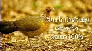 เสียงไก่ป่าตัวเมียต่อเขา100%