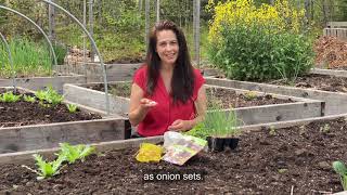 planting onion sets and seeds