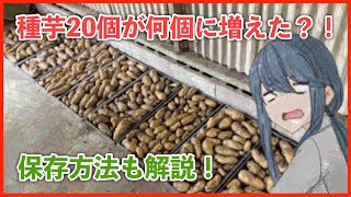 1株から収穫できるジャガイモの数について！馬鈴薯の保管方法も解説しています。