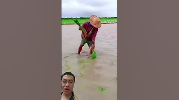 Như Thế Này Thì Quá Là Nhàn Cấy Lúa Chăm Sóc Độc Lạ Hiệu Quả #agriculture #farming