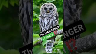 MYTH OR FACT?#shorts#shorts video#shorts viral#shorts bird#owl