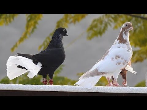 مجموعه مميزه حمام نوري سوري اسود دنب صافي لمربي تركي الله يبارك