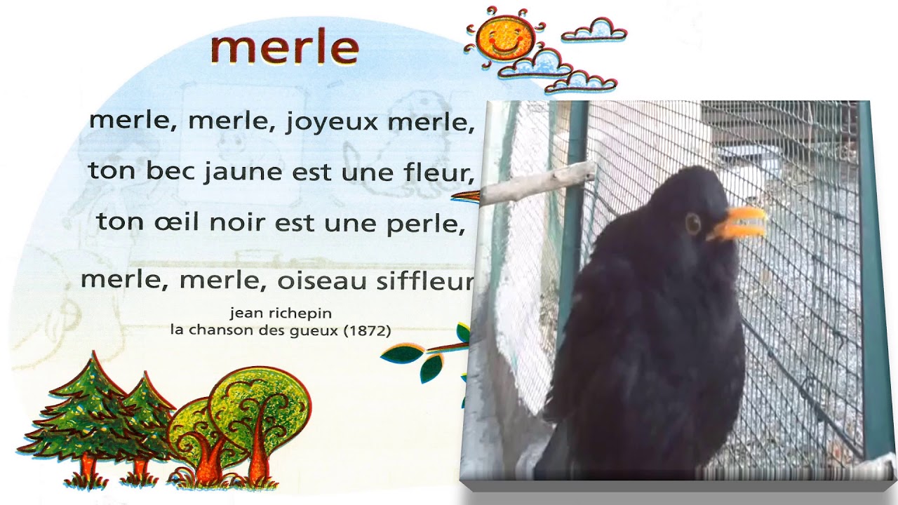 Merle Youtube Merle Youtube