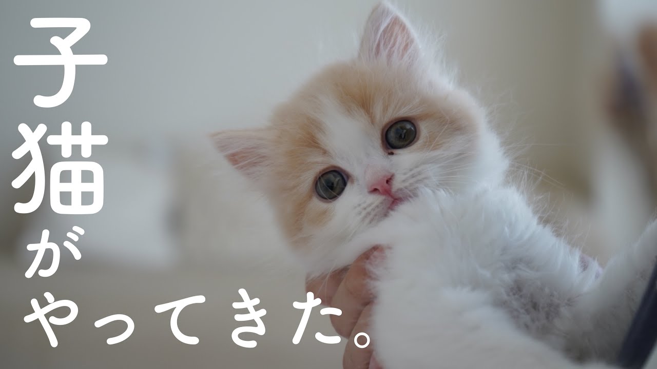 生後2ヶ月 かわいい子猫がお家にやってきた Youtube