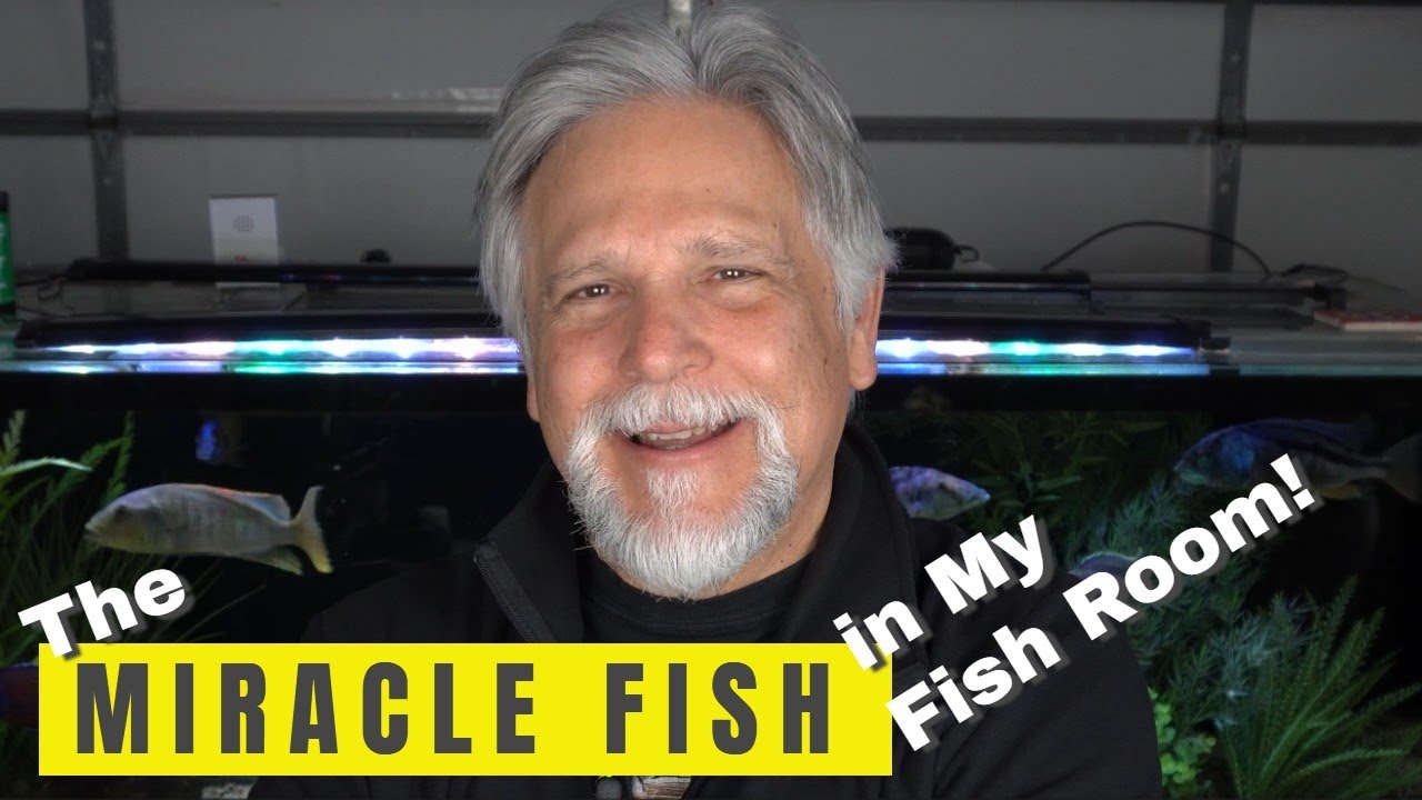 Let's *Celebrate* these INCREDIBLY HARDY Fish!