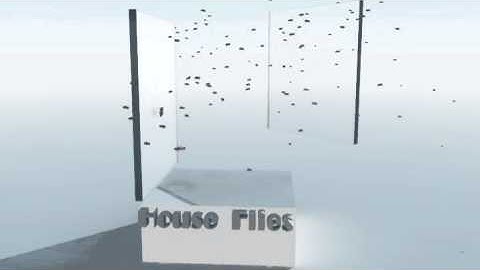 House flies motion, Vue 11