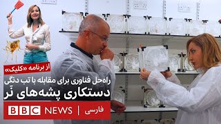 کلیک؛ دستکاری پشه‌های نَر برای مقابله با تب دنگی