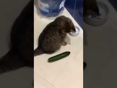 Cats Scared By Cucumbers!