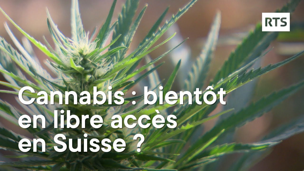 Le cannabis : bientôt légal en Suisse ? | RTS