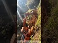 Excavators are working on very steep hillsides – is this the limit #shorts