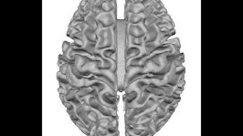 Add brain isosurface from T1W on DSI Studio