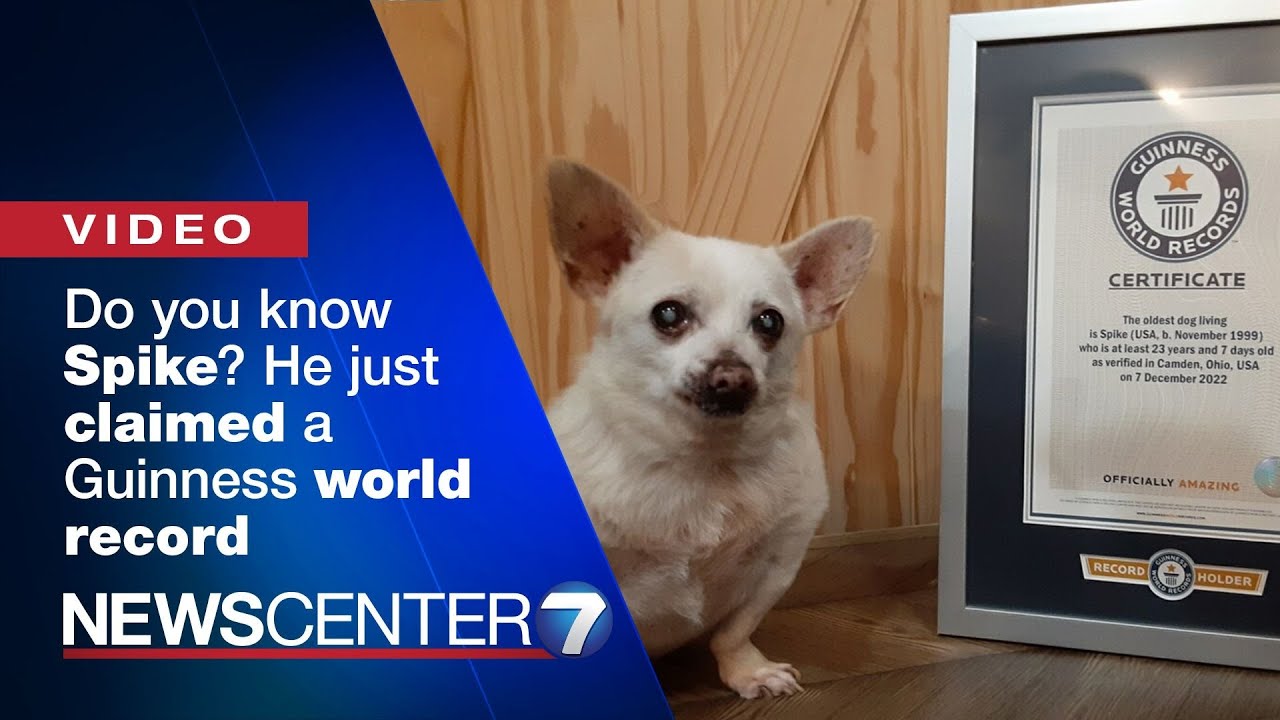 Do you know Spike? He just claimed a Guinness world record