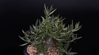 パキポディウム ビスピノーサム ／ Pachypodium bispinosum