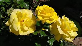 Роза флорибунда Фрезия (Friesia).