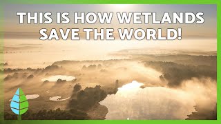 WETLANDS: What they are & why they matter 🌊🌱 | Discover these essential ecosystems for the planet
