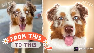 How to Make a DIGITAL PET Portrait in Procreate | Aussie Dog Portrait ✿ Custom Dog Drawing