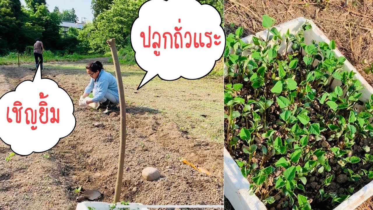 ปลูกถั่วแระญี่ปุ่น ปลูกง่ายไม่ต้องใส่ปุ๋ย How to grow Edamame 