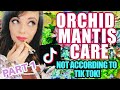 TIK TOK GOT IT WRONG!!! – CORRECT ORCHID MANTIS CARE - PART 1