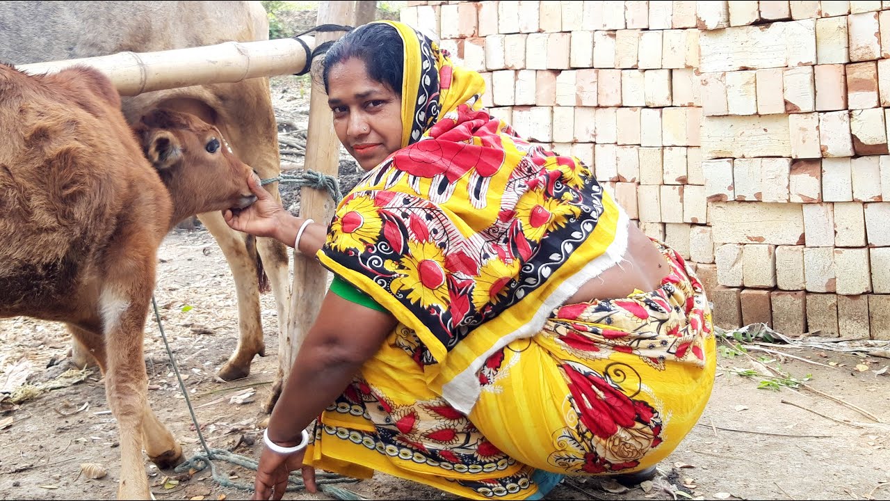 Best Cow Milking By Our Beautiful Village Woman। Village Life Of Bangladesh। Channel 96। Episode-100