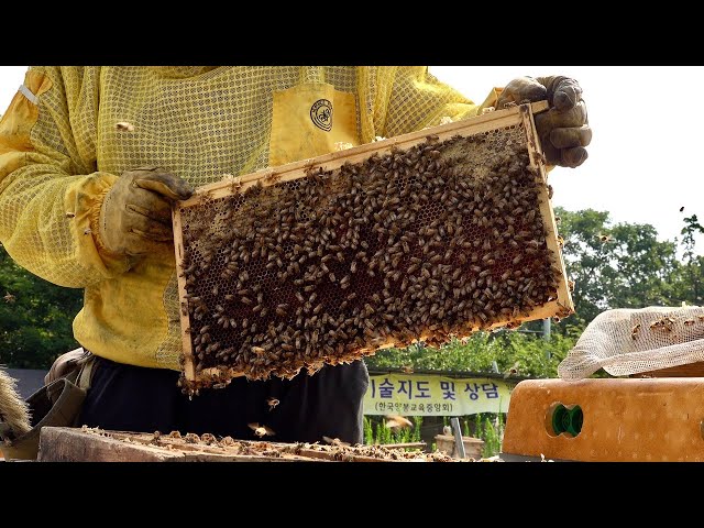 Huge Number of Bees! Honey Mass Production Process by Korean Beekeeping Farm class=