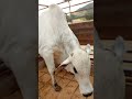 aqui dentro tá manso🙏se escreva nesse canal meus amigos,muito obrigado 🙏
