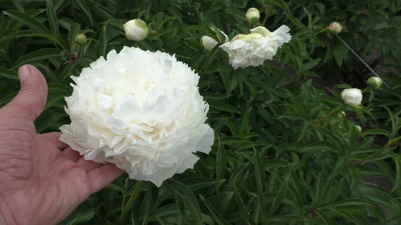 Пион Brother Chuck