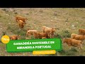 Ganadería sostenible en Mirandela - Portugal - TvAgro por Juan Gonzalo Angel Restrepo