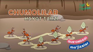 Chumolilar hayot tarzi - Qur'ondagi mo'jizalar (1-qism)