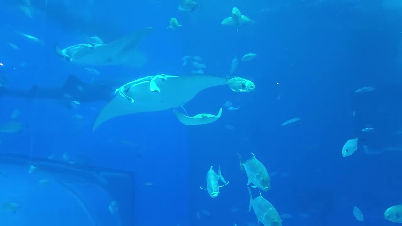 Manta ray -- Churaumi Aquarium Okinawa, Japan