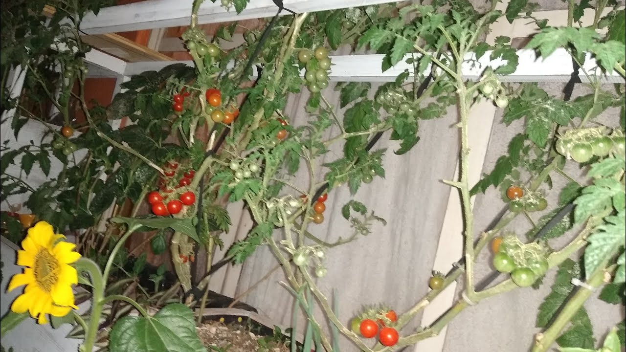 Diferentes variedades de TOMATES en el huerto urbano!!🍅😍 - YouTube
