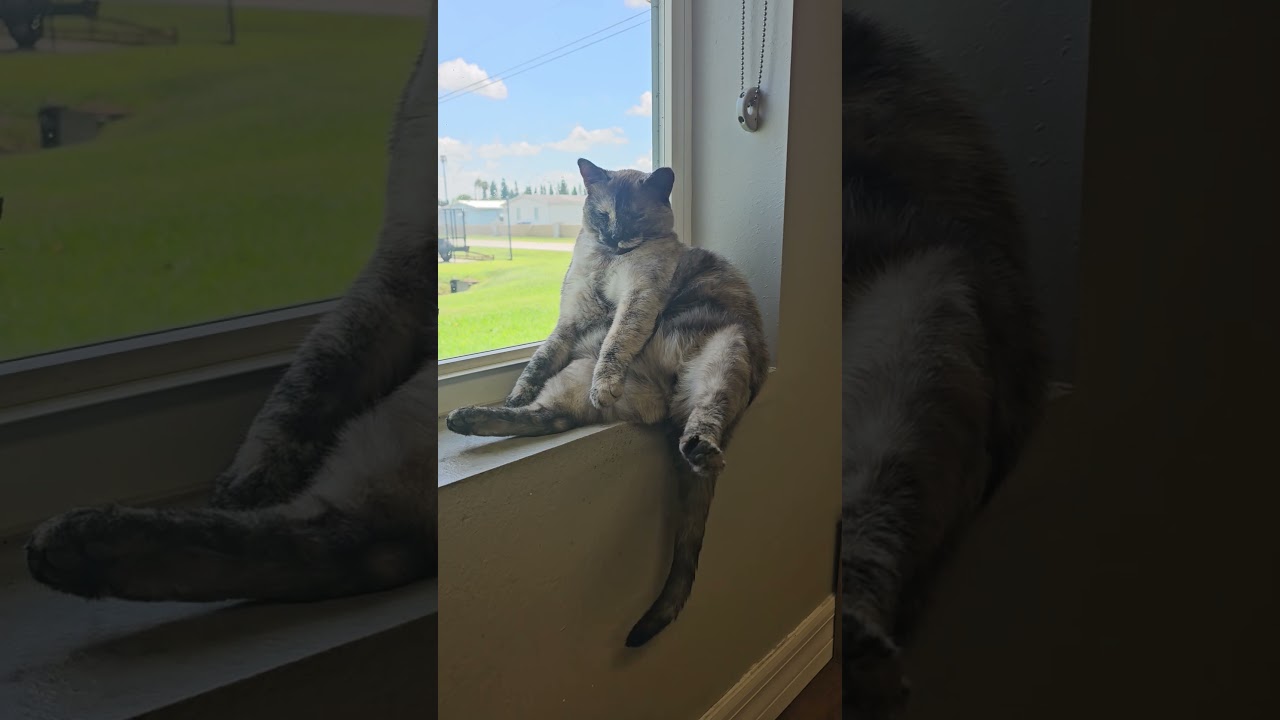 Trucking cat Luna.  #юмор #cat #trucking