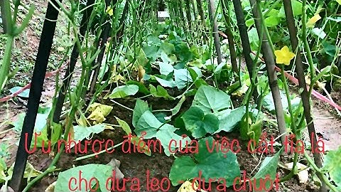Ưu nhược điểm của việc cắt tỉa lá cho dưa leo - dưa chuột