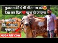 महेश भाई का गिर गायों ऐसा कलेक्शन देखकर खुश हो जाओगे || aryaman gir gaushala Jasdan,Gujarat P-1