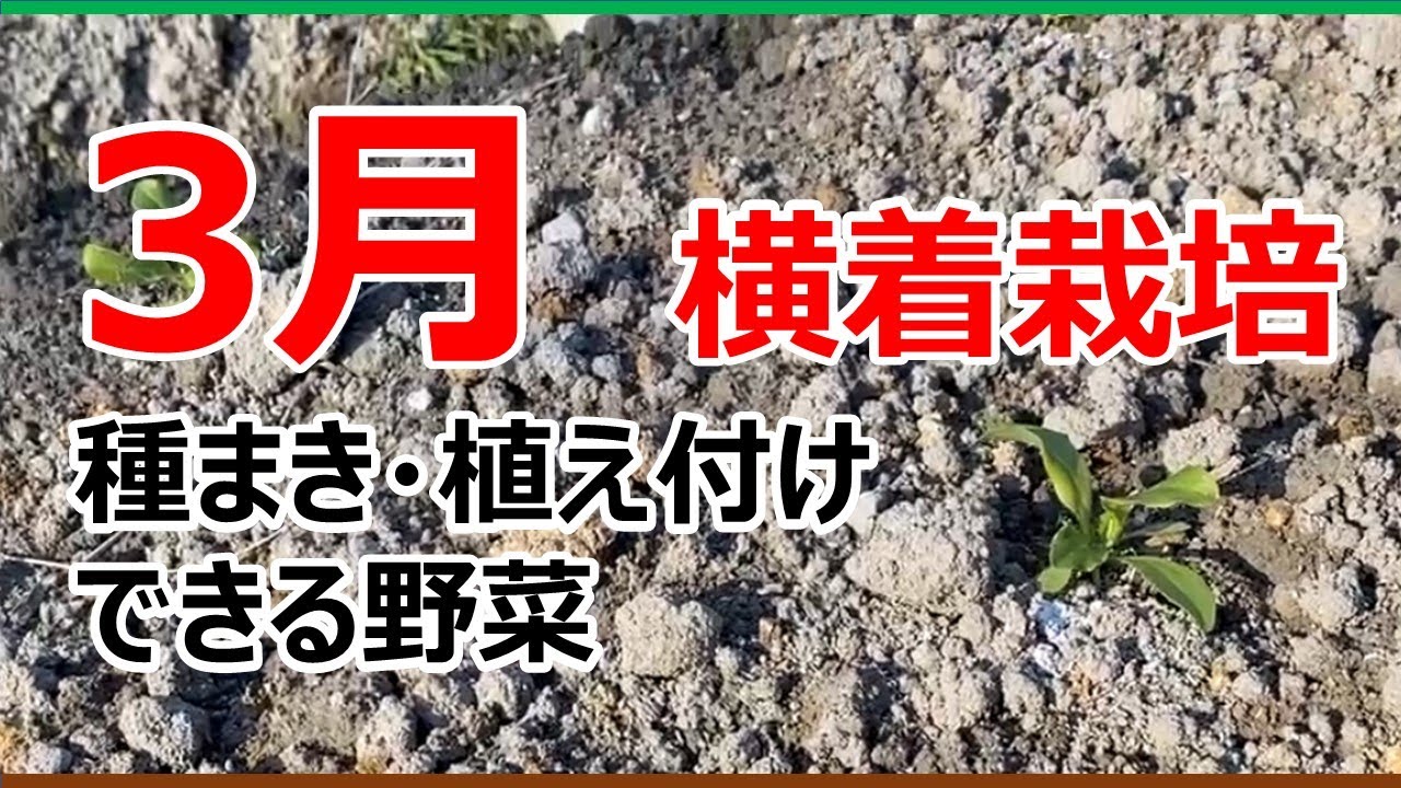 【横着栽培】3月に種まき・植え付けできる野菜