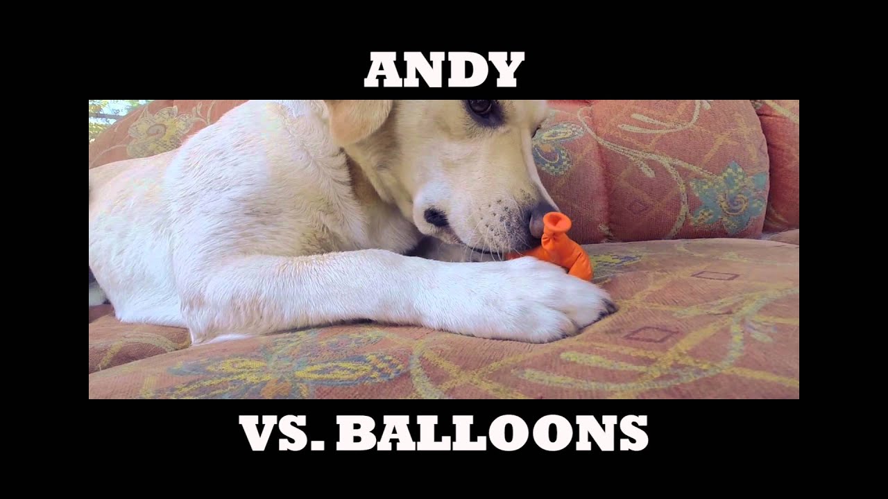 Dogs vs. Balloons