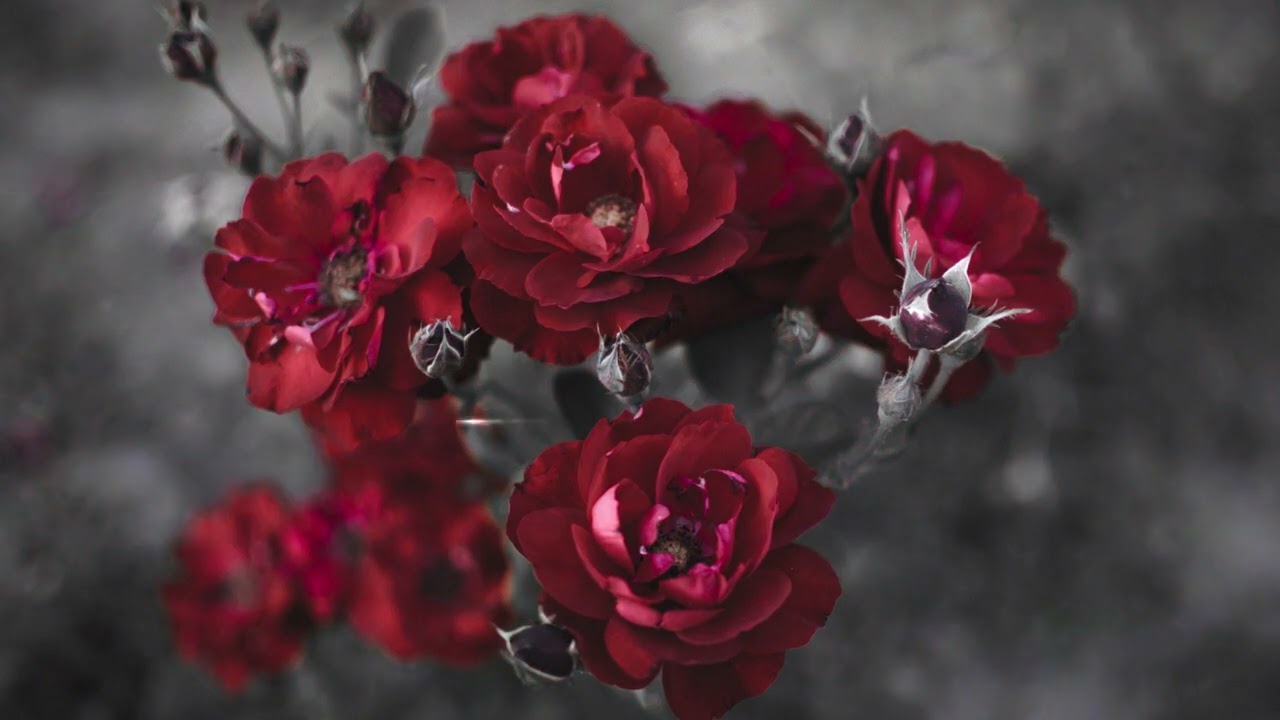 29THXRNS - Roses On My Necklace (Visualizer)