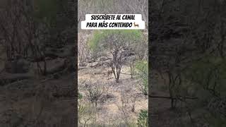 Venado 🦌 #wildlife #animals #deer #viral #nature #reels #viralvideo #hunting #shorts #video