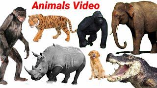 Animals! Learn Animals Name Tiger, Cow, Dog, 🐘 | Animals Video For Education |#animals |