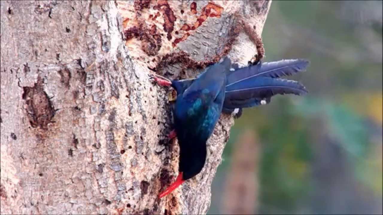 Green Woodhoopoe Ghana 2015 