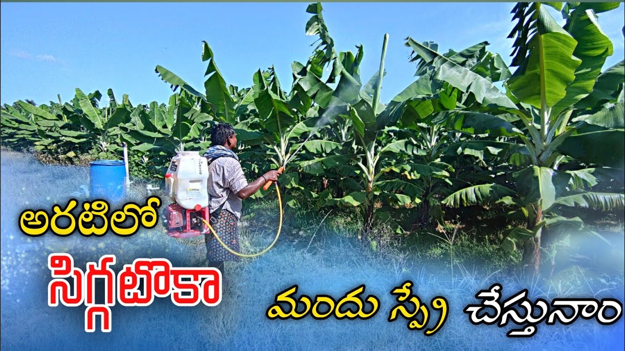 అరటి పంటలో సిగ్గటొక కోసం స్ప్రే చేస్తున్నాం Fungicide spray for Banana ||AGRI GURU||