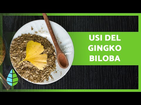 Video: Vantaggi del Ginkgo Biloba - Suggerimenti per la coltivazione di alberi di Ginkgo