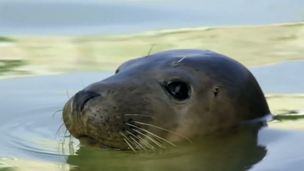 BBC Springwatch 2019 E04