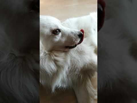 Video: Köpek boğmaca