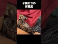 ノミだらけの子猫2匹をお風呂に入れたら気持ちよさそうだった！　#shorts